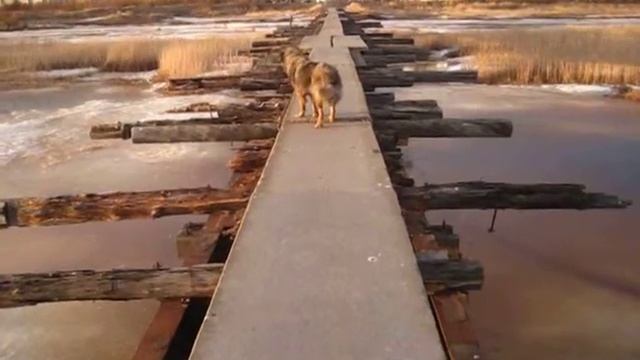 MVI 1196 СЕВЕРОДВИНСК  - ЭТО  ЗНАМЕНИТЫЙ МОСТИК  ВЕЛОСИПЕДИСТОВ - ВЕСНА 2016