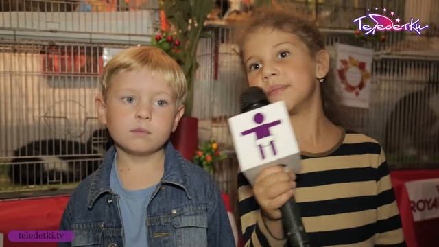 Выставка-пристройство осенних котов смотреть онлайн