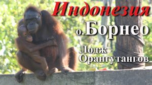 Индонезия. Часть 8/10. Остров Борнео. Лодж Орангутангов.