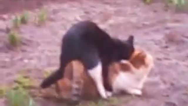 Чёрный властелин еб_т кошку.3gp смотреть онлайн
