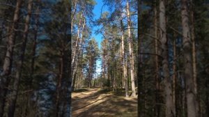 №80 Гармонизация, восстановление, балансировка, выравнивание деятельности структур головного мозга