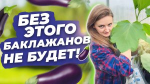 ВАЖНО ЗНАТЬ ПРИ ВЫРАЩИВАНИИ БАКЛАЖАНОВ