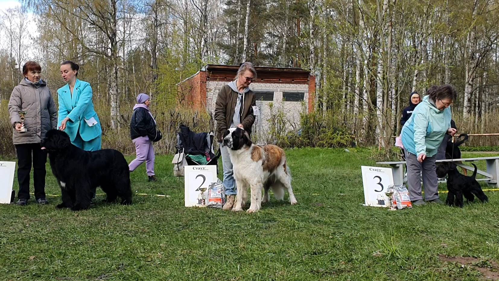 10.05.2025, СПб. "Кеннел-Клуб СПб" (РКФ, РФЛС). Выставка собак САС 2 группы FCI смотреть онлайн