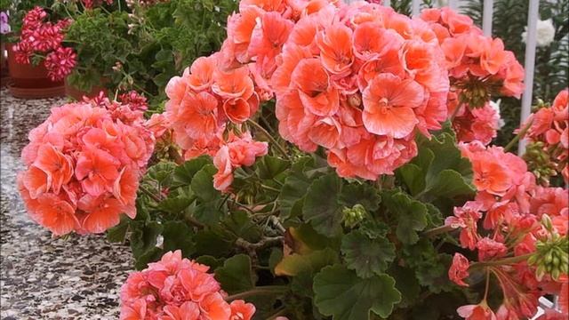 Онытыласым килэ кузляренэ карап Ильнур Мусин