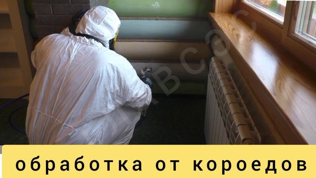 короед, подробнее