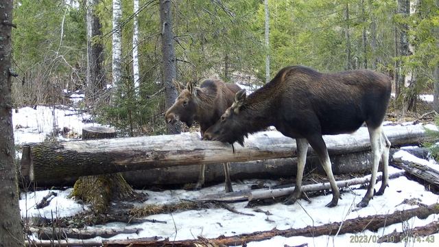 Март-апрель 2025, ч.2, видео с фотоловушки от А.Большакова