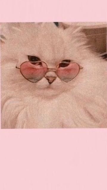 🐈 обои на телефон с котиками🧸 смотреть онлайн