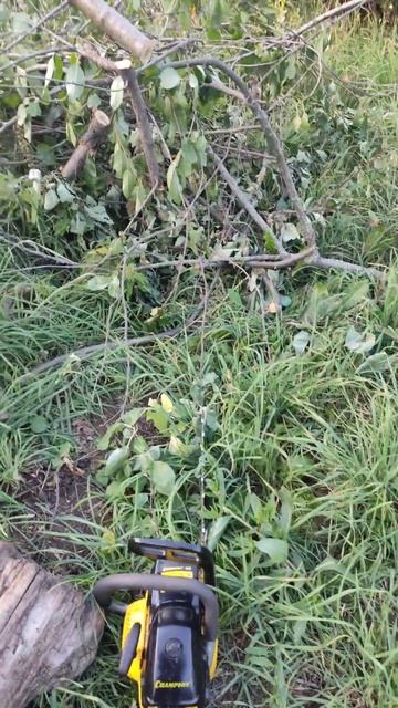 Пилим дрова #бензопила #лето #огород смотреть онлайн