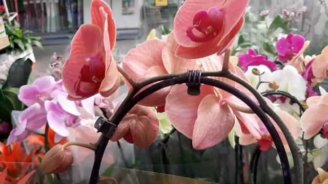 28.10.2024г. Свежие орхидеи в с/ц Планета лета и Чё купила. смотреть онлайн