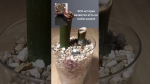 Укоренение ПЕНЬКОВ замиокулькаса в минеральном грунт