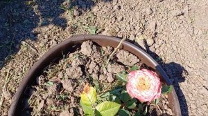 Оформление бордюрной лентой гортензий и не только на ?