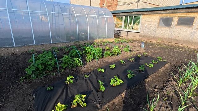 Лечу клубнику. Материт меня. смотреть онлайн