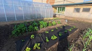 Лечу клубнику. Материт меня.