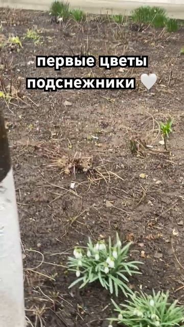 #весна #подснежники #дождик #цветы #чудо #spring #flowers смотреть онлайн