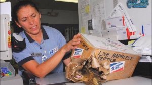 Роза Шпатель исповедь