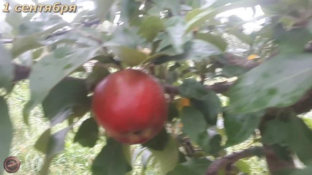 яблоня КОВАЛЕНКОВСКАЯ смотреть онлайн