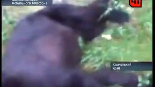 Бухой в дрова медведь смотреть онлайн