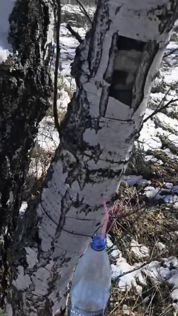 #весна#березовыйсок смотреть онлайн