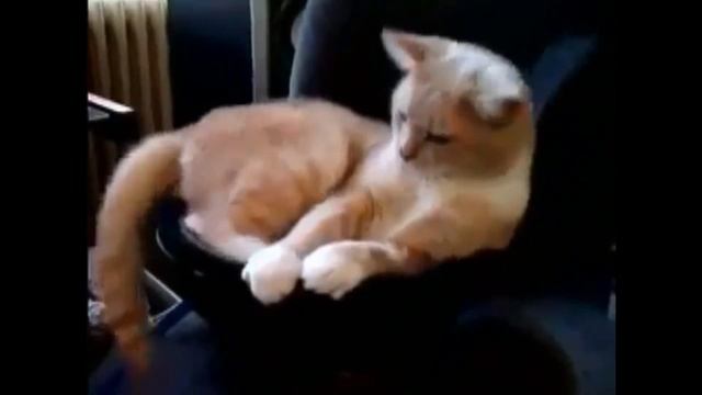 СМЕШНЫЕ моменты с животными снятые на камеру #4 смотреть онлайн