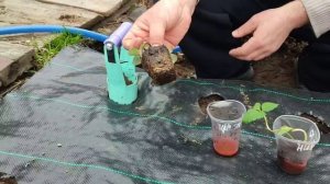 🍓Посадка многострадальных азиатских сортов земляники клубники на агроткань. 🍓