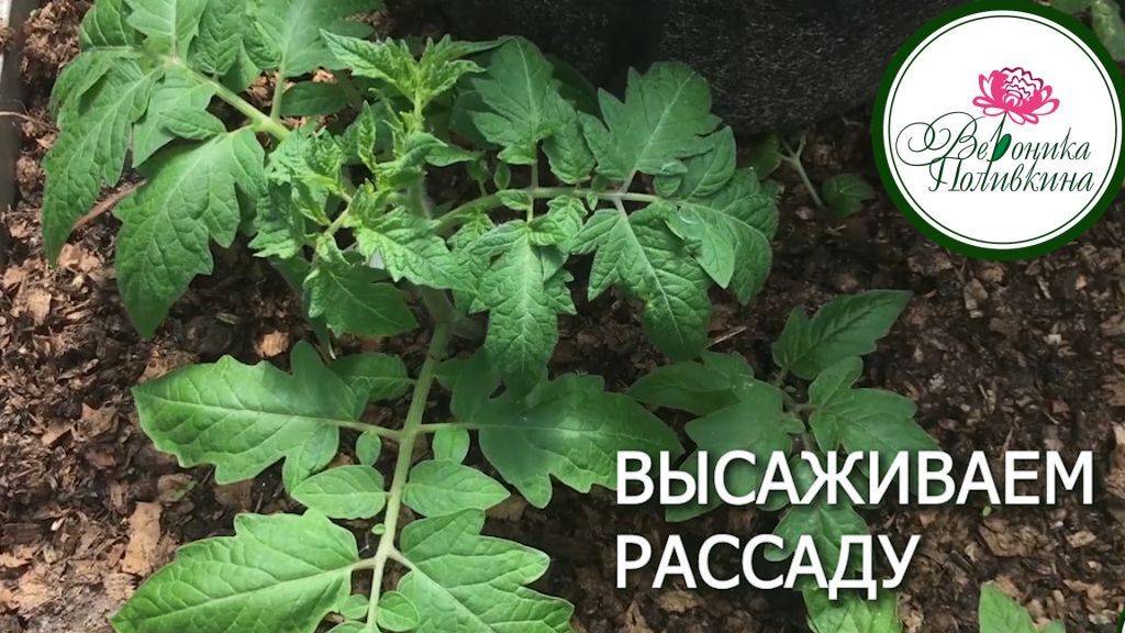 ВЫСАЖИВАЕМ РАССАДУ В ТЕПЛИЦУ смотреть онлайн