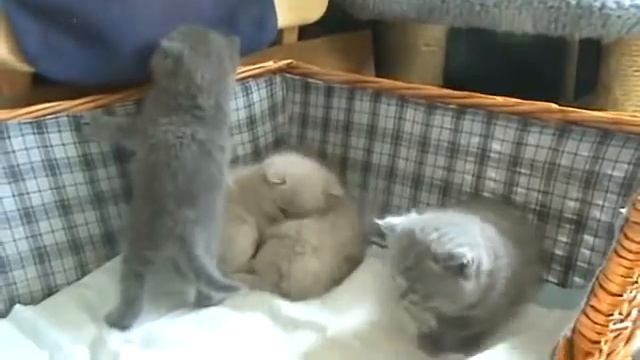 Приколы с животными Смешные британские котята смотреть онлайн