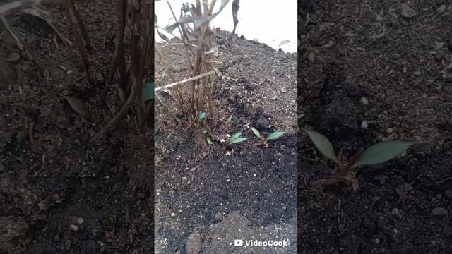 Та-даам!!! Мы купили курочек!!! И тепличные дела на 22 мар? смотреть онлайн