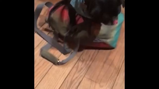 СОВРЕМЕННЫЕ ПРИКОЛЫ Новые приколы Приколы со зверьками - Сочные приколы (2019) МатроскинТВ смотреть онлайн