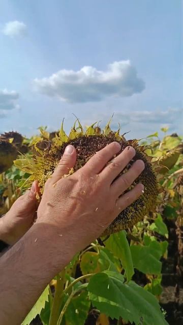 НС Х 6054 , республика Башкортостан Белебеевский район 9 смотреть онлайн