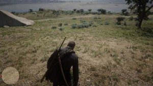 Тысячелистник (Yarrow) Red Dead Redemption 2