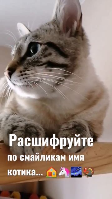 Имя котика. #смешные #животные #кошки смотреть онлайн