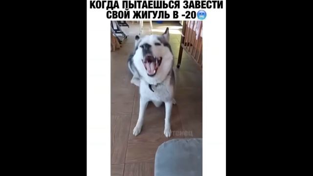 КОТЫ 2021# 1 # СМЕШНЫЕ КОТЫ 2021 #КОШКИ ПРИКОЛЫ С КОТАМИ И КОШКАМИ #Funny Cats 1 смотреть онлайн