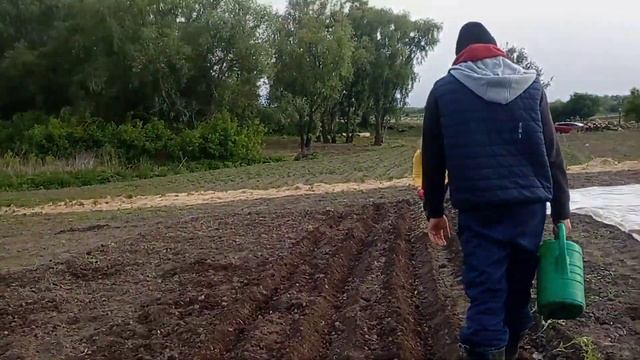 На горизонті тепло, висаджуємо помідори у відкритий г? смотреть онлайн