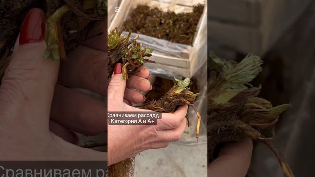 Сравниваем категории рассады смотреть онлайн