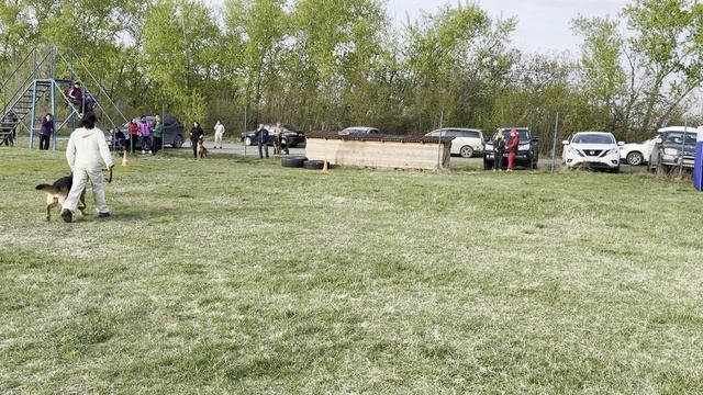 9.  выр/перв АЛЛЕМО ХАУС НОРМА (Nok Del Colle Guasco – Арийцы Урала Фортуна)