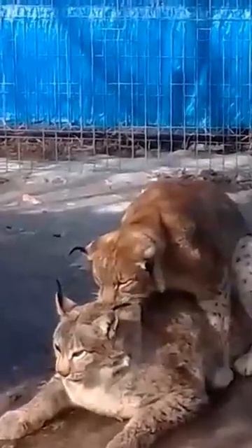 РЫСИ БРАЧНЫЙ ПЕРИОД смотреть онлайн