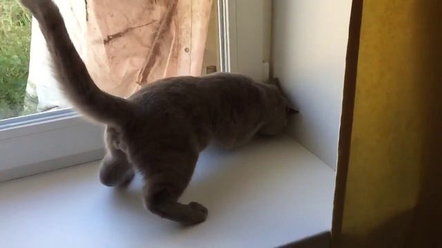 Как кот поймал муху)) прикол. смотреть онлайн