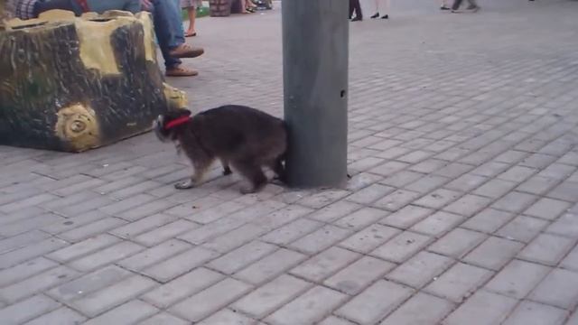 Прикольный енот