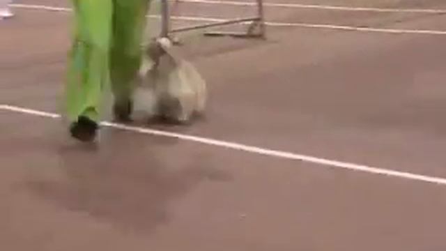 Региональная Выставка 22.11.2009 смотреть онлайн