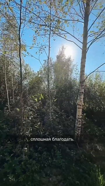 #аренда #отель #баня #природа #истра #осень #уют #travel #nature смотреть онлайн