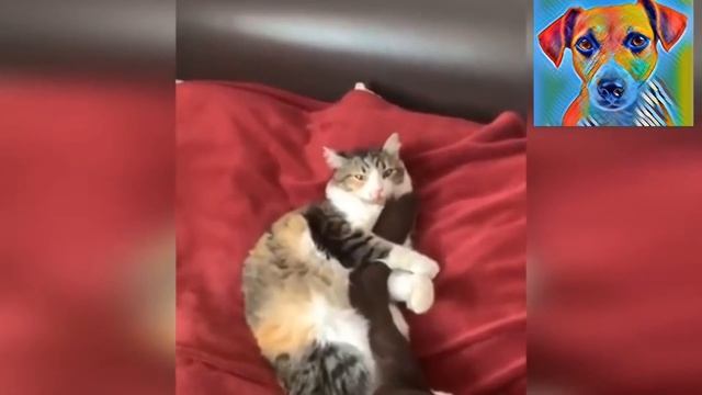 Смешные видео с собаками, котами и детьми🤣 Убойные приколы 2021🤣 Fun army смотреть онлайн