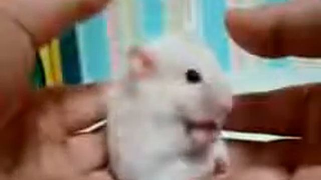 Очень короткое видео, Но зато очень смешное Смотрите!!! смотреть онлайн