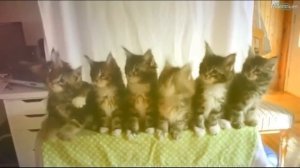 ХИТ! Кошки и коты танцуют на дискотеке. Коты поют. Отжигают, приколы - няшные кошки. Полный отрыв