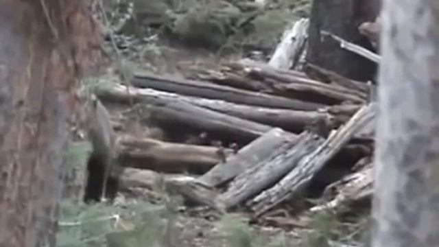 Охота на медведя Опасные моменты смотреть онлайн