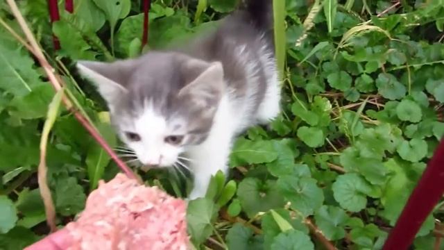 КОТЁНОК АТАКУЕТ, СТРАШНО БЕЗ ШУТОК смотреть онлайн