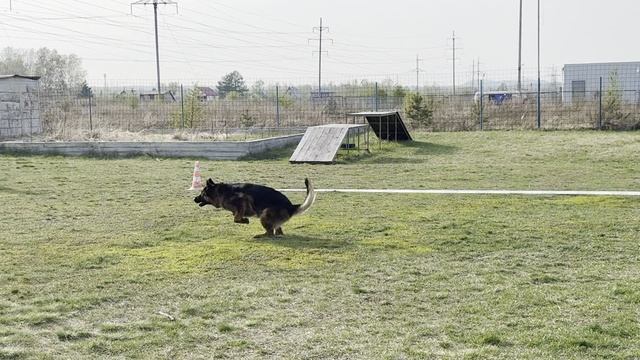 3.  выр/перв OBER DASTI FOM FESTBURG (DOMF Eshiro – DOMF L*Vilka)