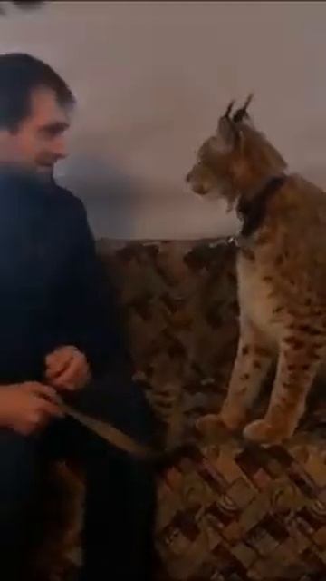 РЫСЕНОК И ЧЕЛОВЕК _У КОГО ЛОБ КРЕПЧЕ смотреть онлайн