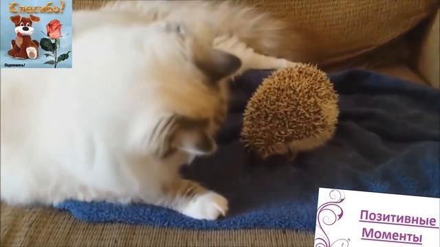 Обхохочешься!! Приколы с животными - Funny Animals смотреть онлайн