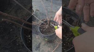 обрезка двухлетних саженцев метельчатой гортензии#го