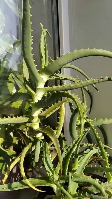 Обожглась, что делать? #рецептысалоэ #польза #алоэприо? смотреть онлайн